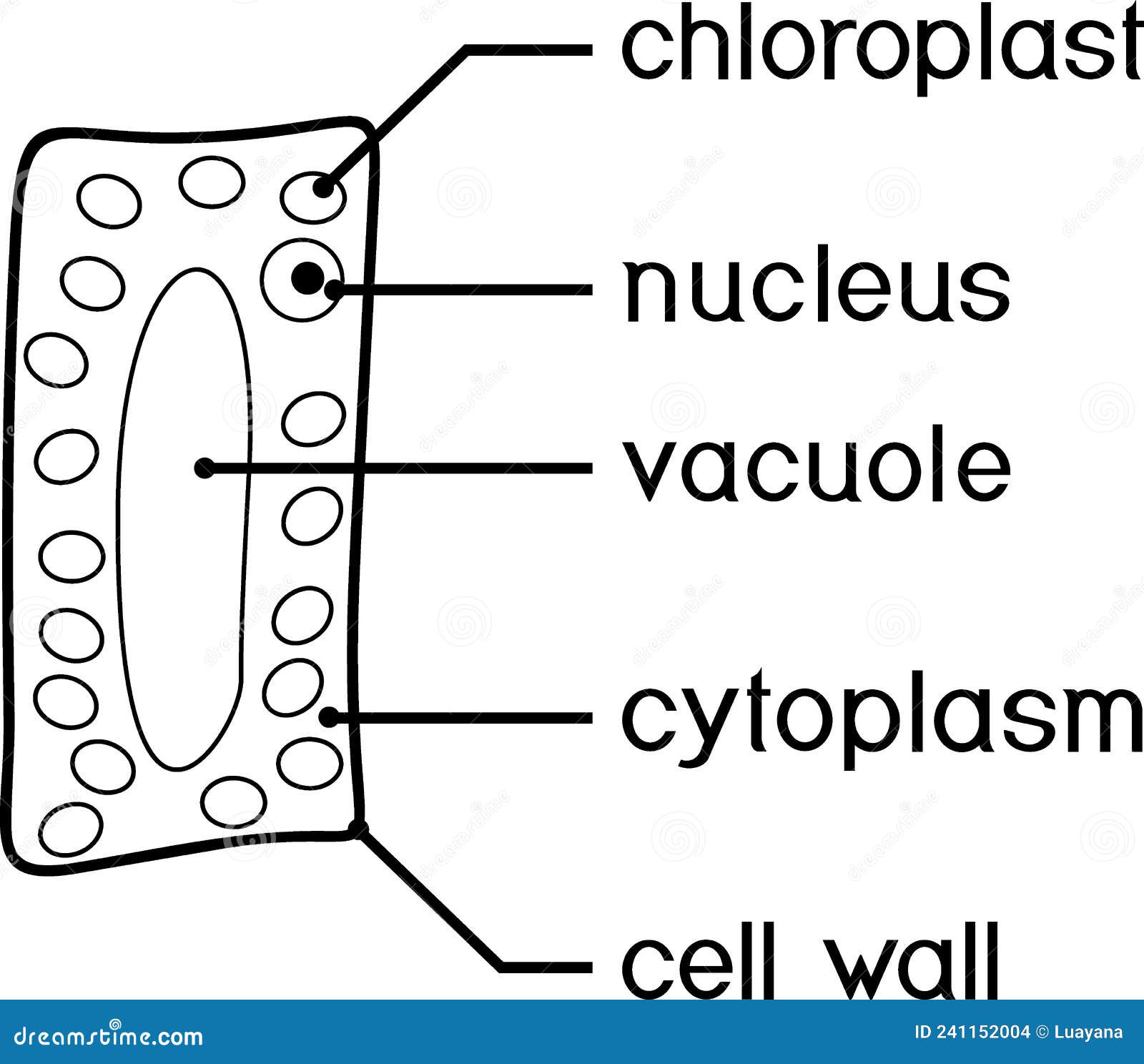 coloring page with simplified structure of plant cell chloroplast, nucleus, vacuole, cytoplasm and cell wall.